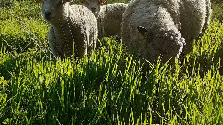 Les moutons avranchins