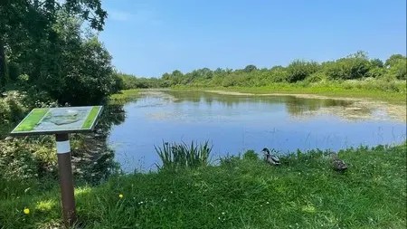 Patrimoine naturel blainville sur mer mare aux grenouilles (6)