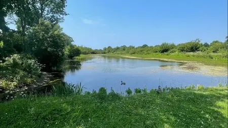 Patrimoine naturel blainville sur mer mare aux grenouilles (2)