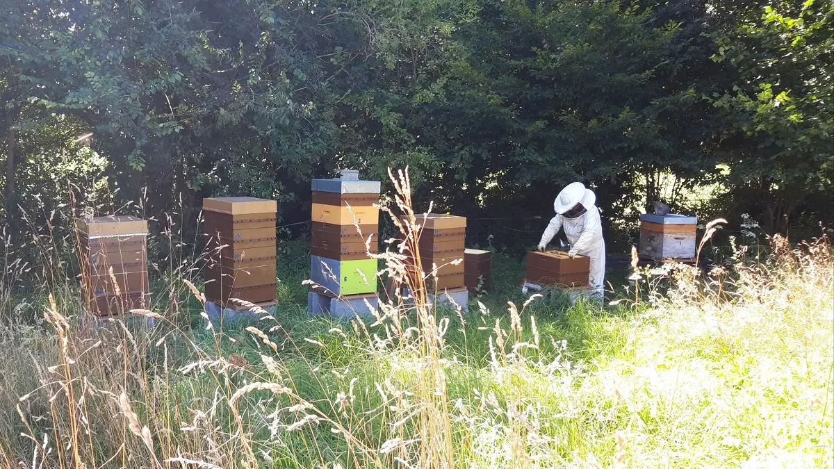 1-LE-RUCHER-DU-CHEFRESNE