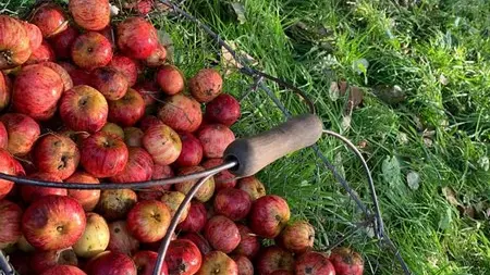 artisan hambye cidrier bourdelles christophe (1)