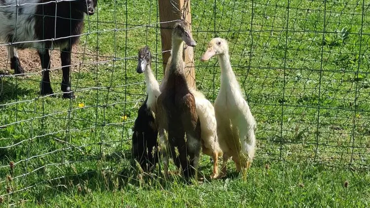 Les animaux de la ferme