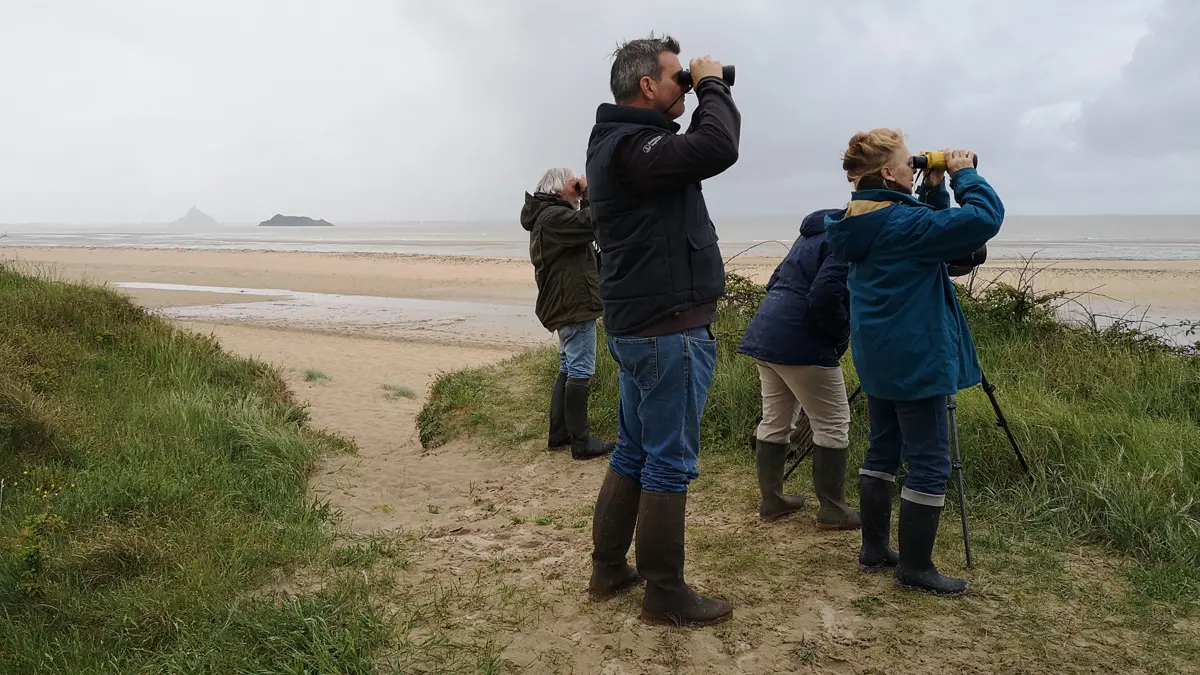 birding-mont-saint-michel-jullouville-10