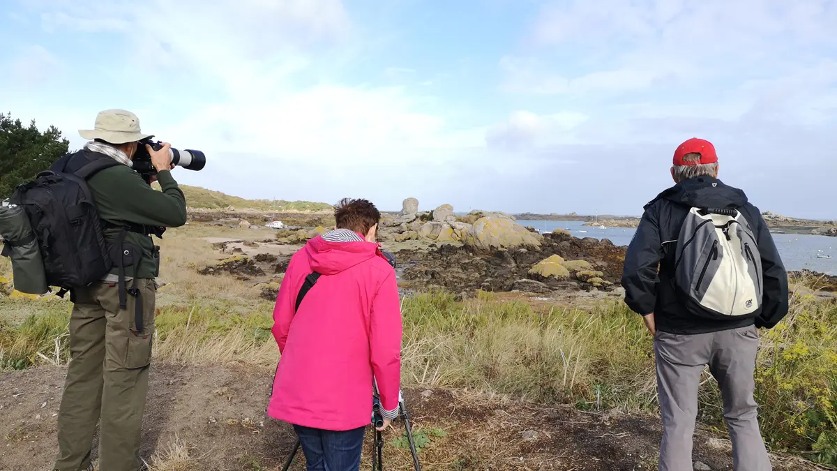 birding-mont-saint-michel-jullouville-11