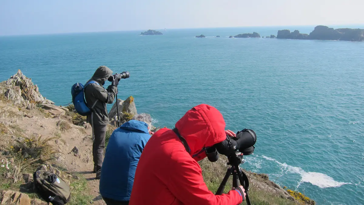 birding-mont-saint-michel-jullouville-7