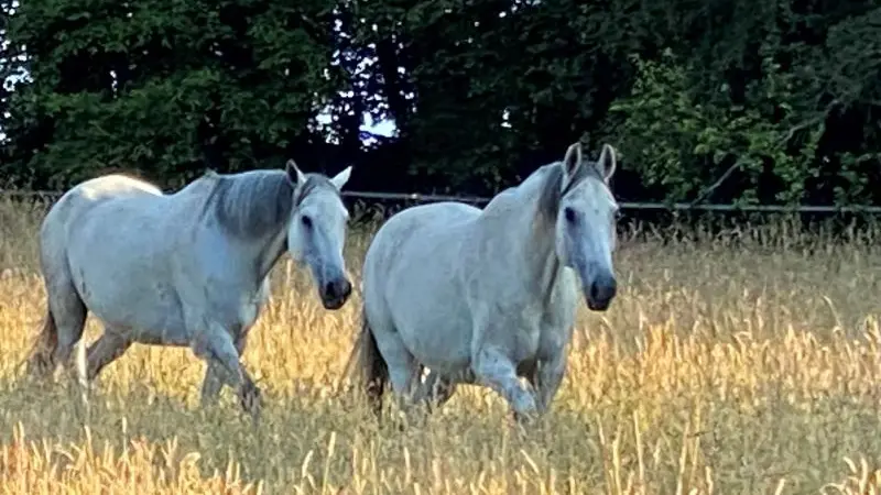 chevaux blancs