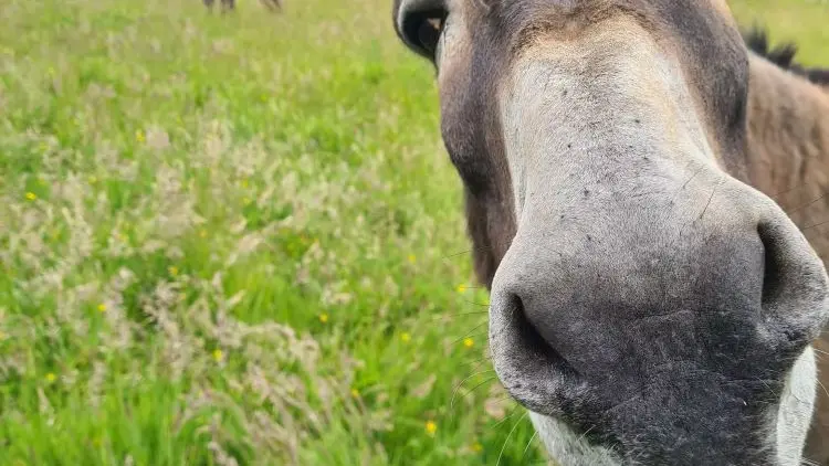 Les animaux de la ferme
