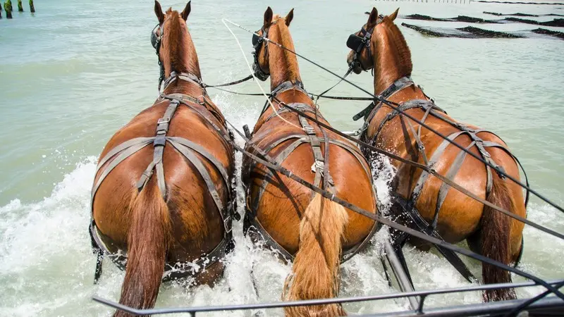 equipements de loisirs attelage des grandes marées (24)