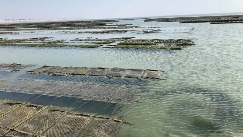 huîtres parcs à huîtres tables blainville sur mer (4)