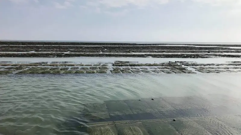 huîtres parcs à huîtres tables blainville sur mer (7)