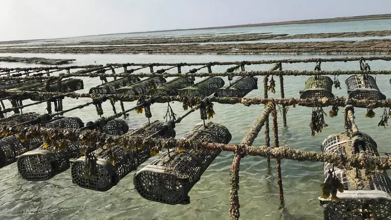 huîtres parcs à huîtres tables blainville sur mer (1)