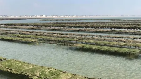 huîtres parcs à huîtres tables blainville sur mer (2)