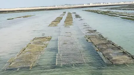 huîtres parcs à huîtres tables blainville sur mer (3)