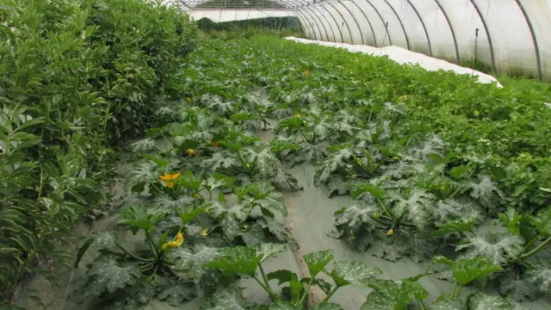 le-tanu-ferme-de-la-mercerie-5