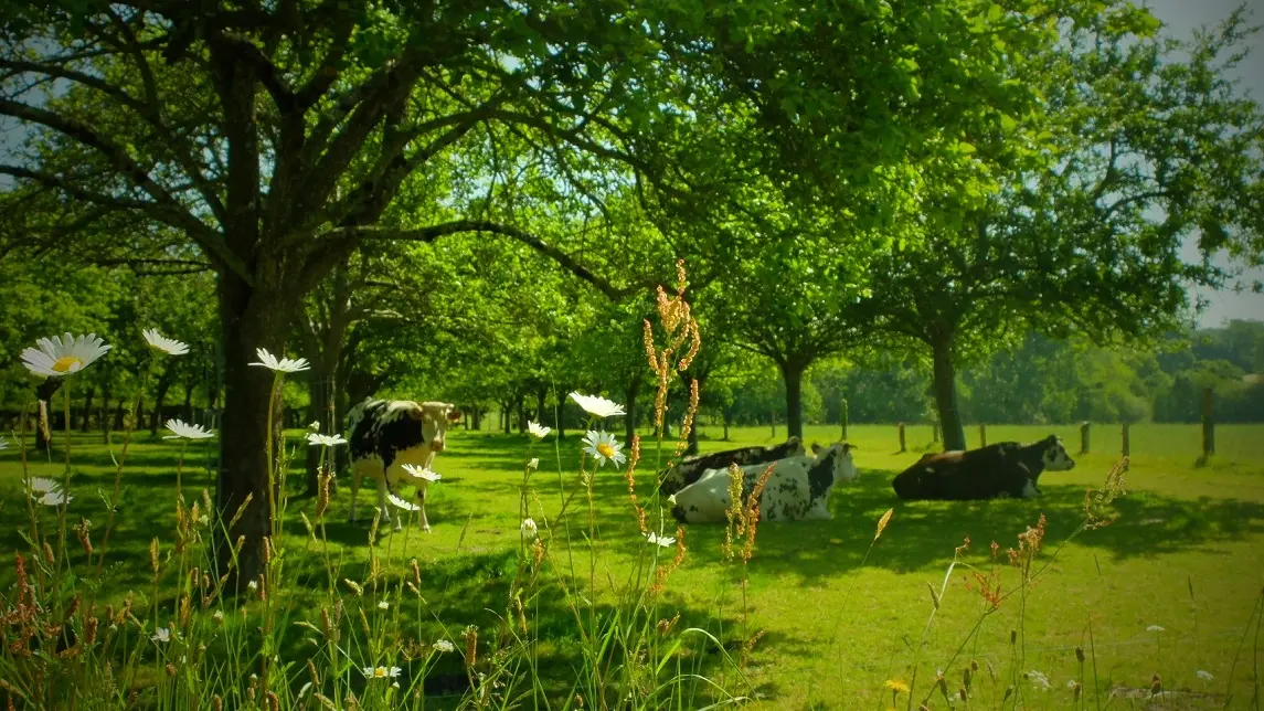 Au cœur du bocage