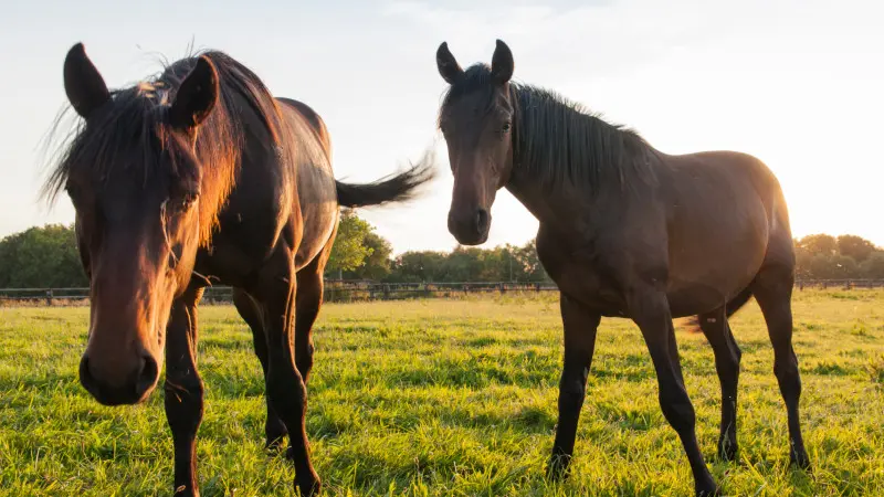 Balade Château Bonheur - Chevaux dans un champ