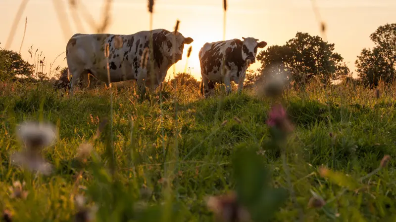 Vaches normandes