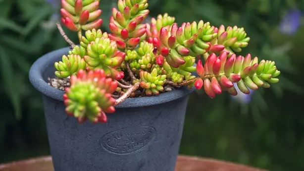 poterie-au-gres-du-temps-montsenelle