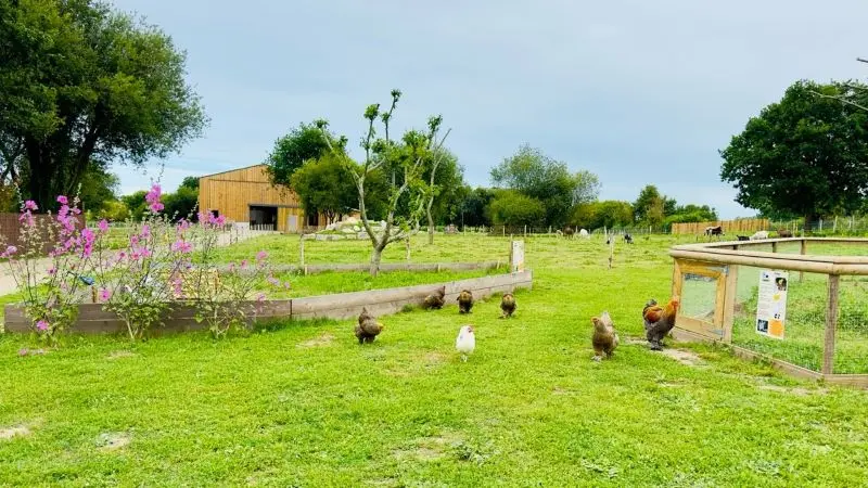 poules