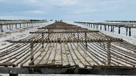 produits du terroir gouville sur mer macé ostreiculteur (1)