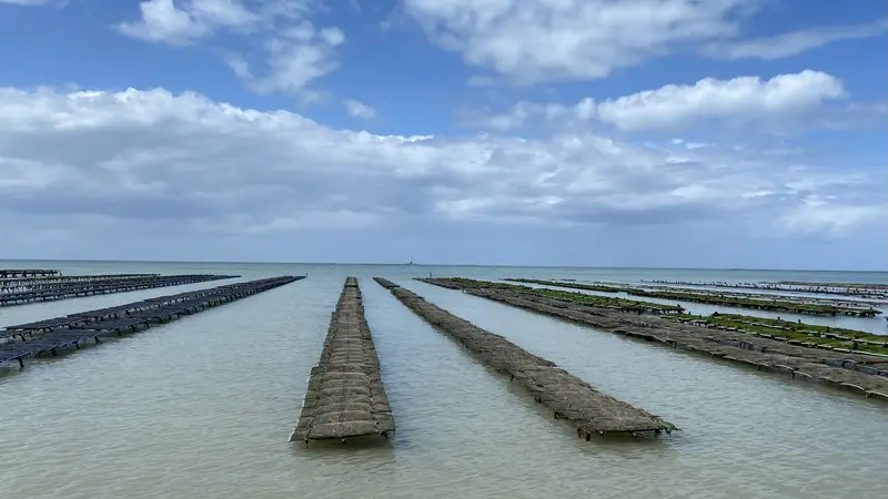 produits du terroir gouville sur mer macé ostreiculteur (3)