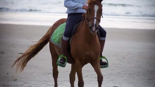 saint-planchers-ecurie-olivier-3