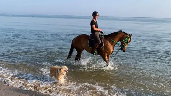 saint-planchers-ecurie-olivier-4