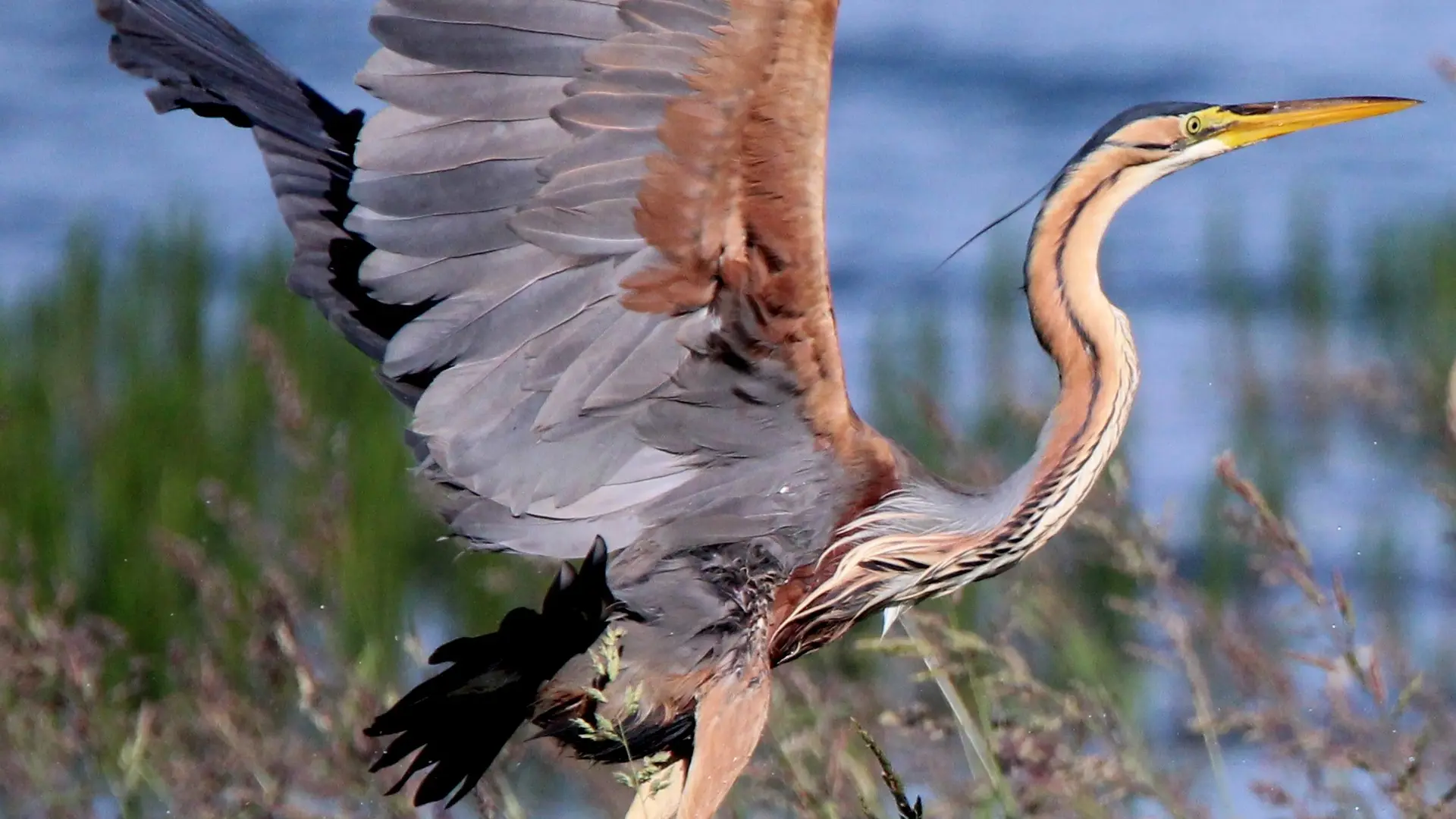 Magie des oiseaux