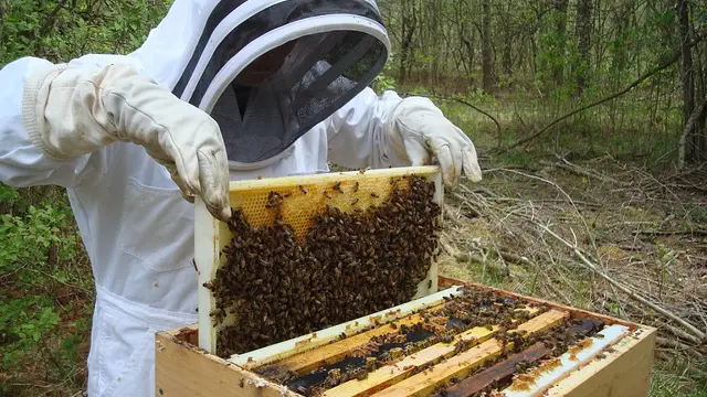 L'Abeille Chercheuse - Lac du Der