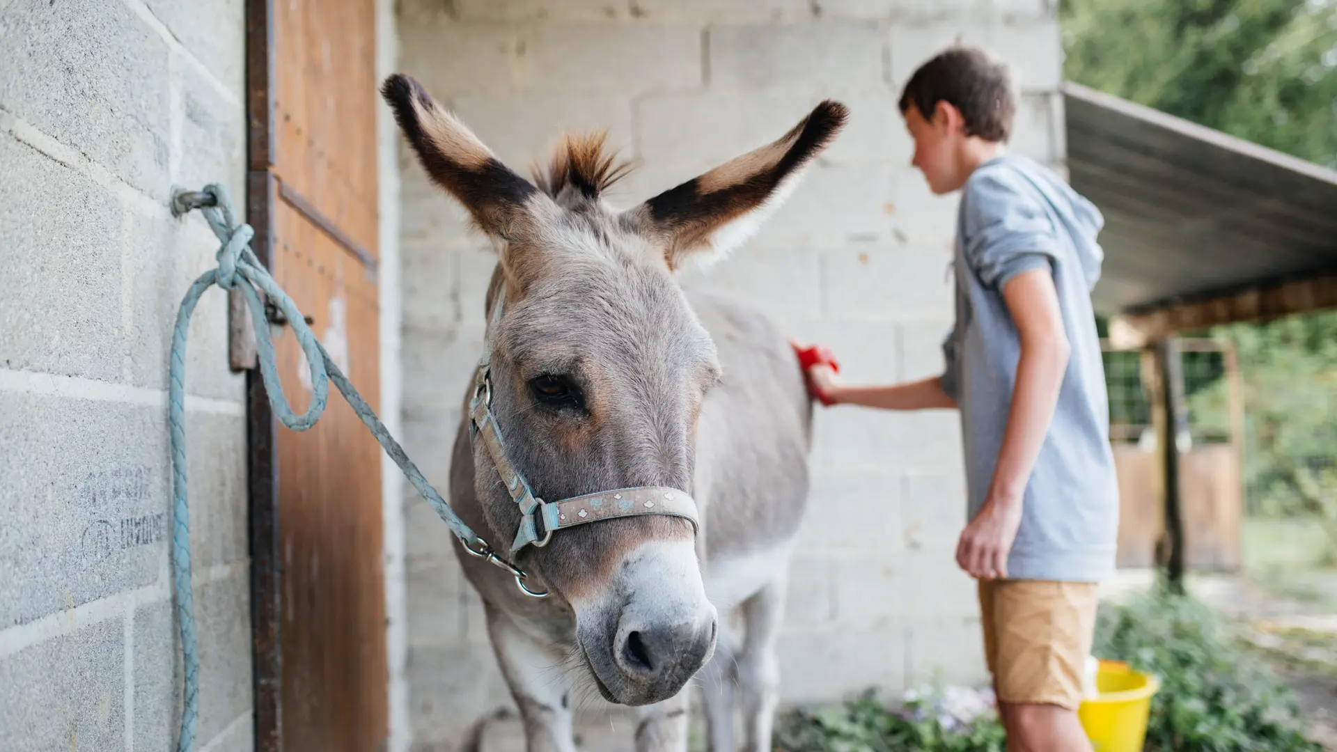 Champ'ânes - Une journée avec mon âne