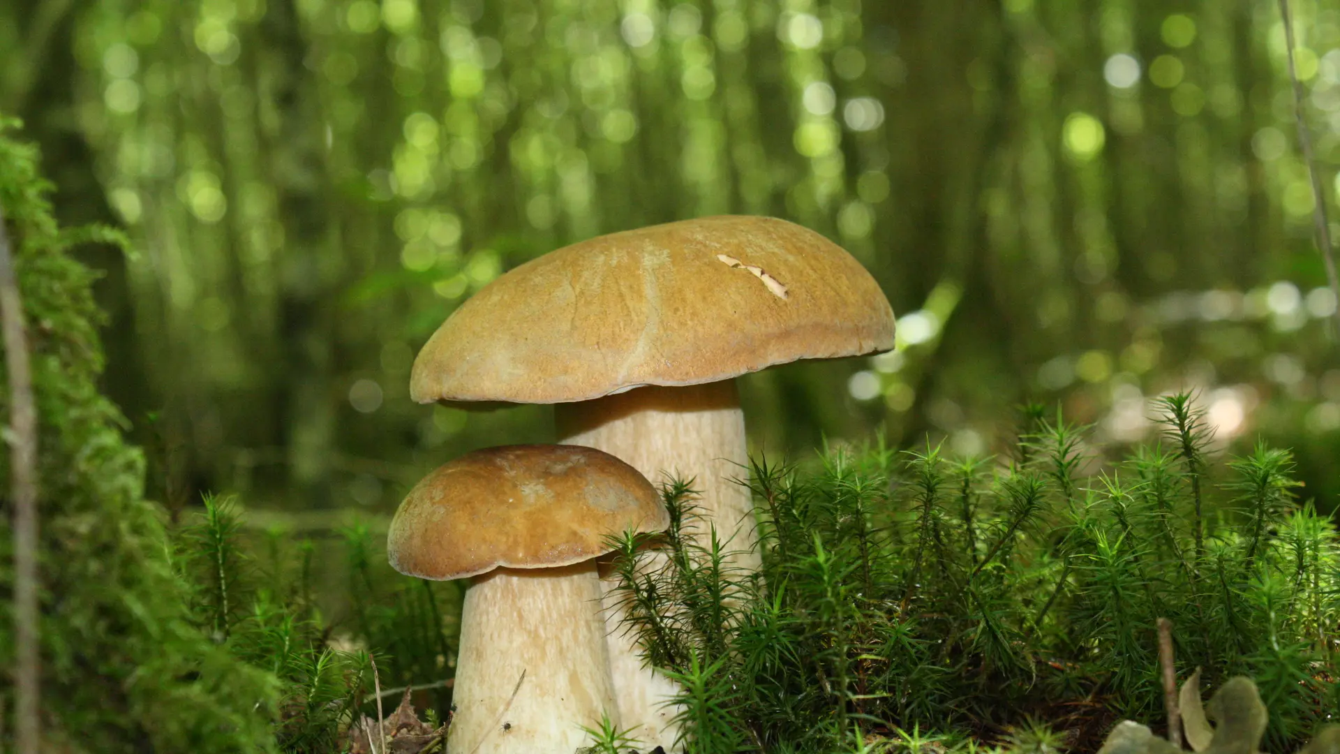 Les champignons - Le Cèpe de Bordeaux