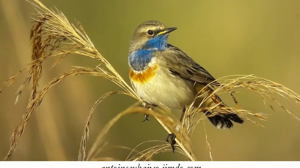 Gorgebleue à miroir (Luscinia svecica)