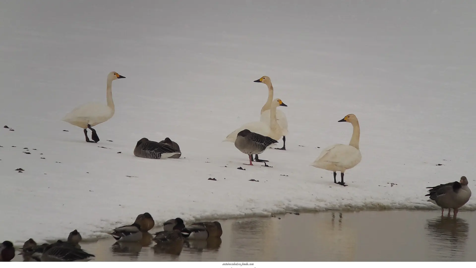 Oiseaux migrateurs & hivernants