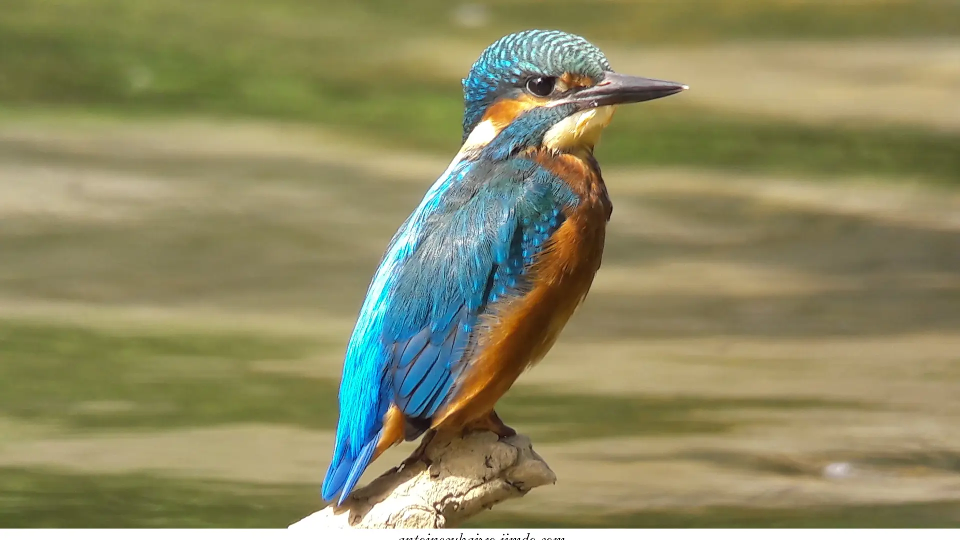 Martin-pêcheur d'Europe (Alcedo atthis)