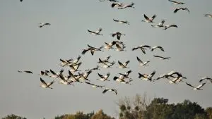 Les IRIS - Vol de grues cendrées