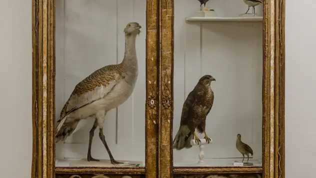 Salle ornithologie (vitrine)