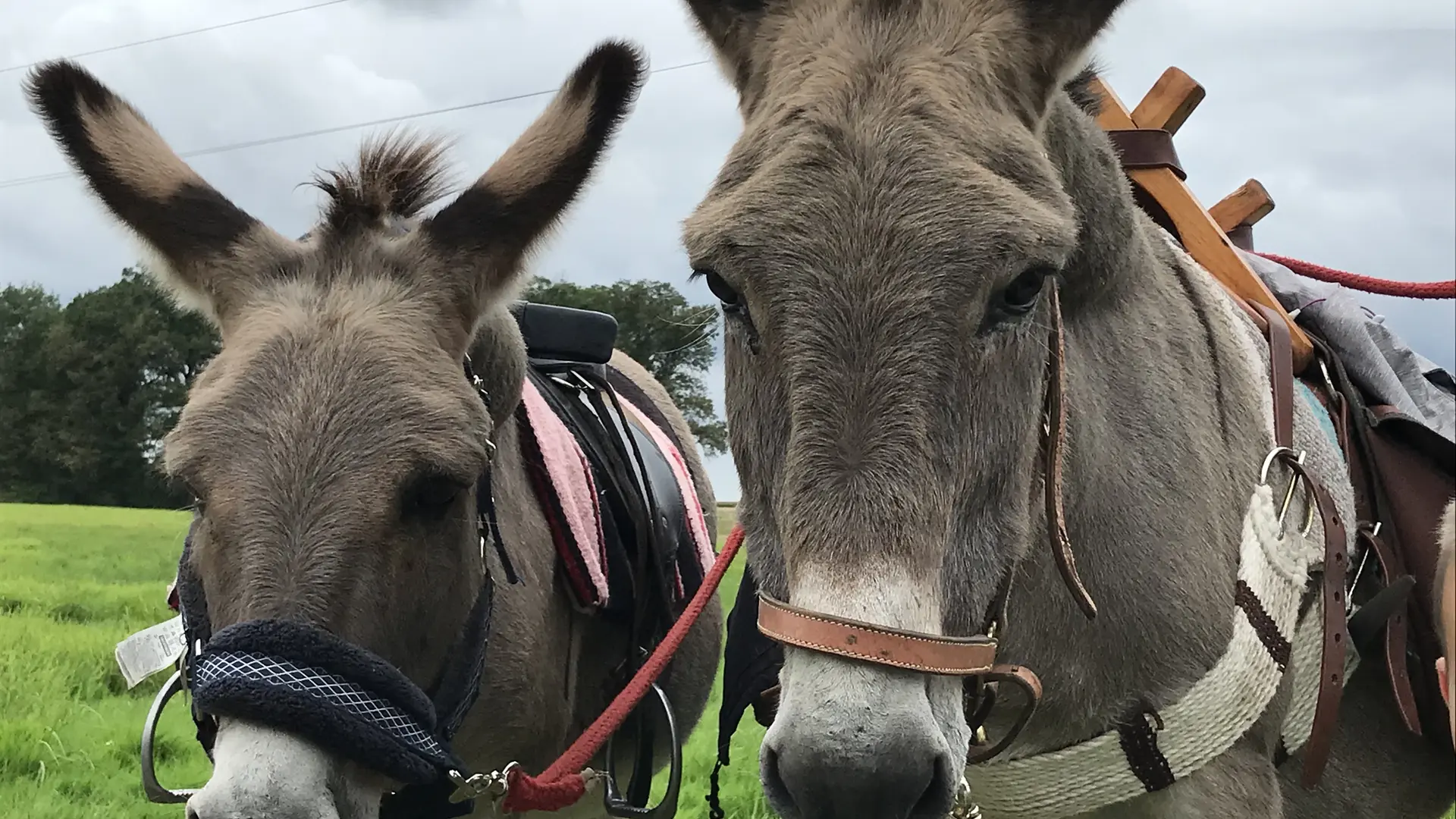 Champ'ânes - Cesar et Lulu (2)
