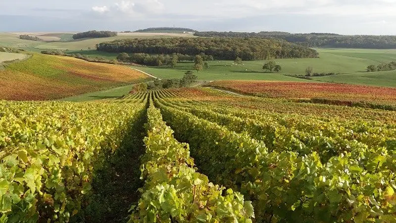 Peligri Vignes