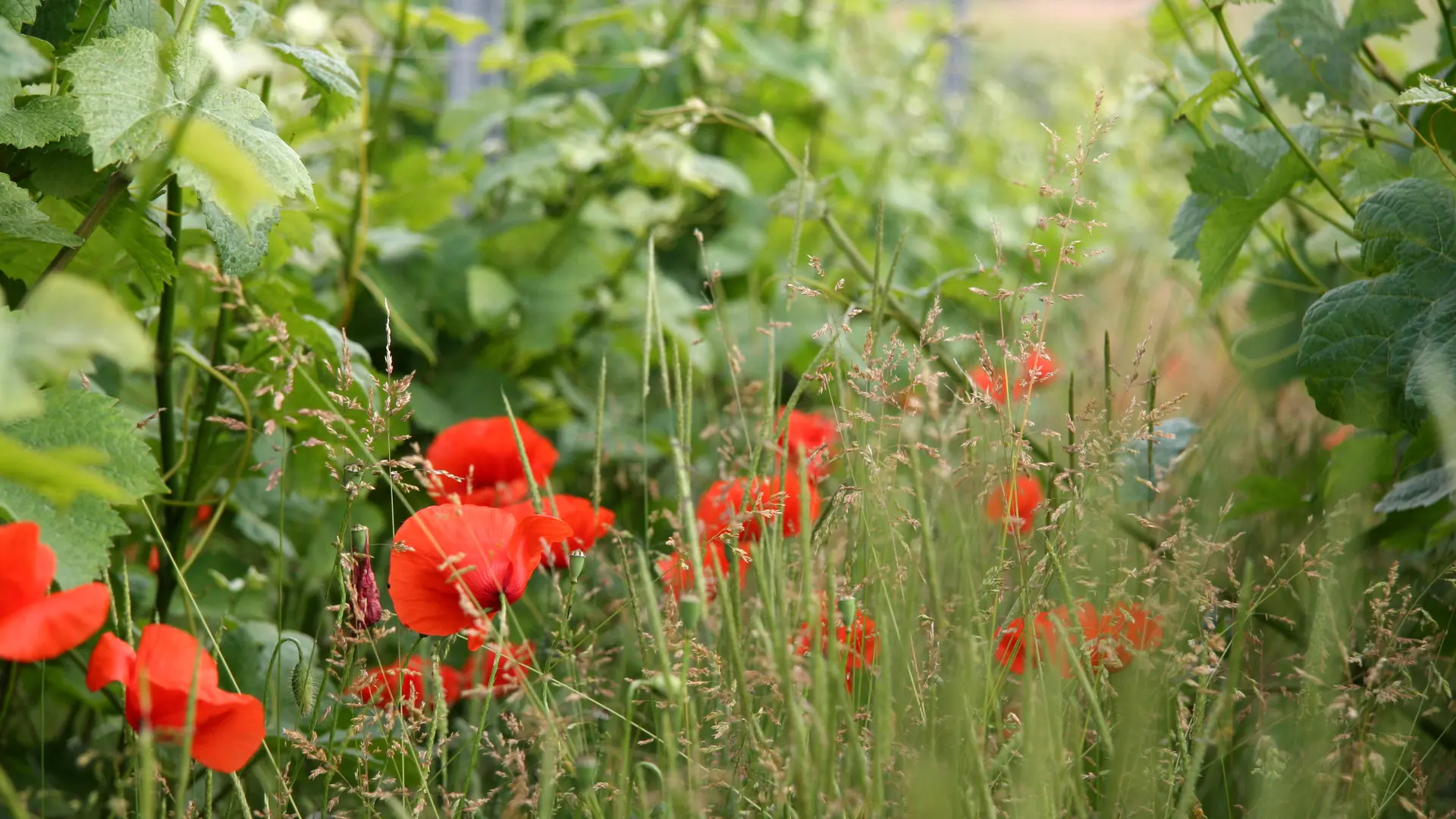 Coquelicot1-Champagne-Denis-CHAPUT