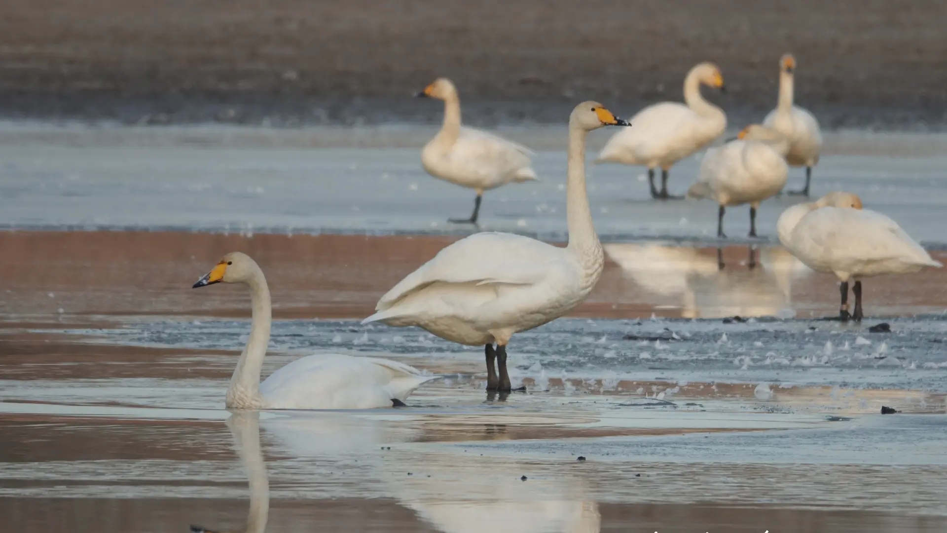 Cygnes chanteurs -Birder - LAC DU DER