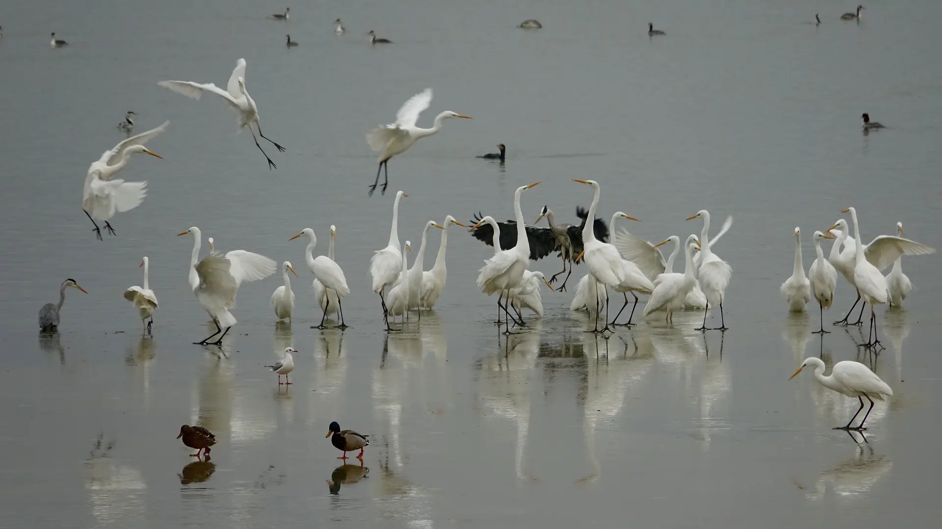 Grandes aigrettes -Birder - LAC DU DER