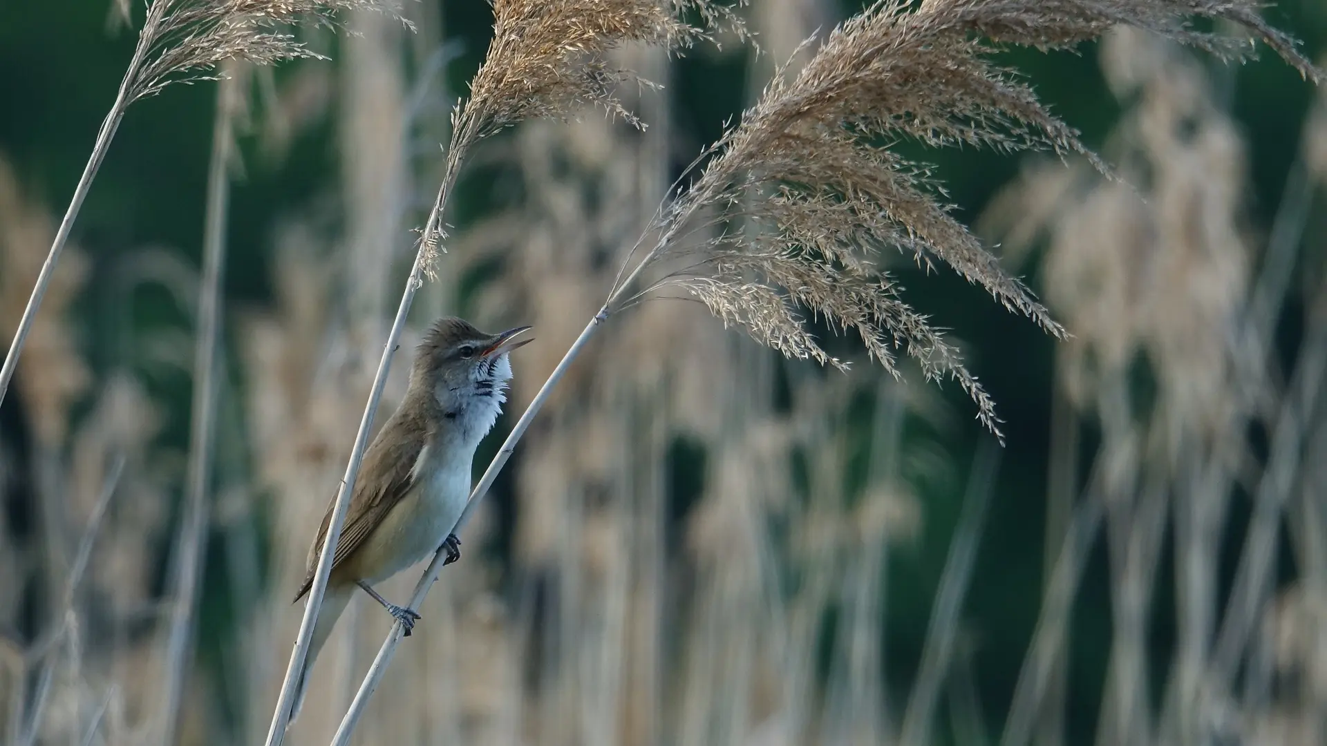 Rousserole turdoïde - Birder - LAC DU DER