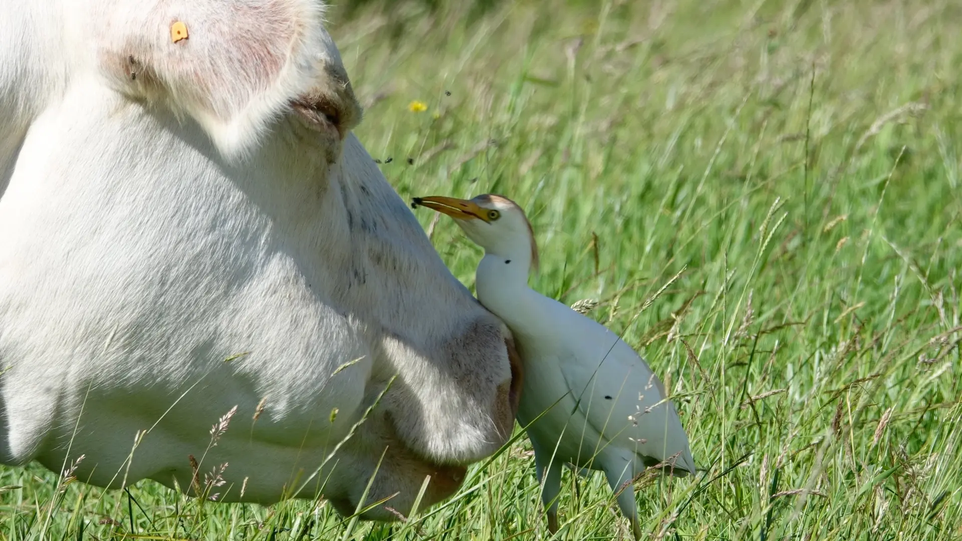 Héron garde-boeufs - Birder - LAC DU DER