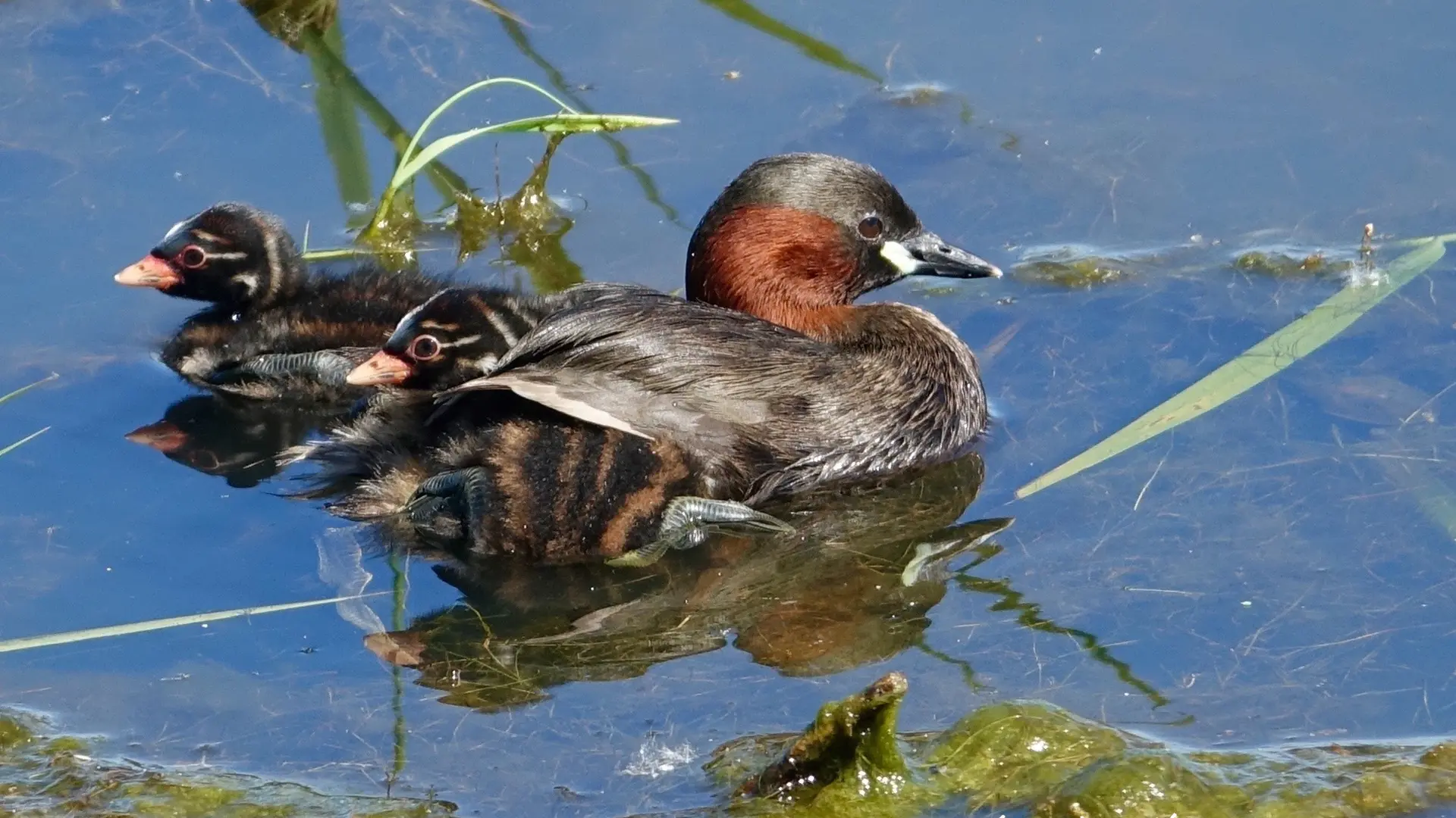 Grèbe castagneux - Birder - LAC DU DER