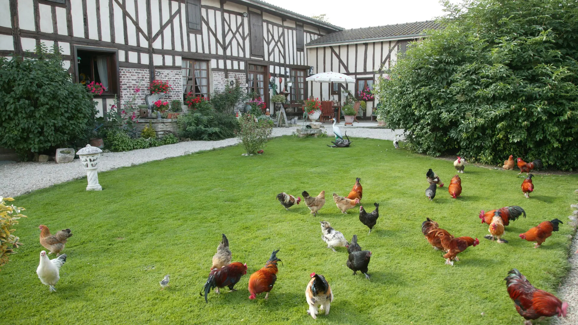 La-Ferme-Sympa-le jardin des poules