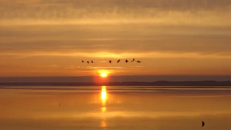 Grues cendrées au Lac du Der