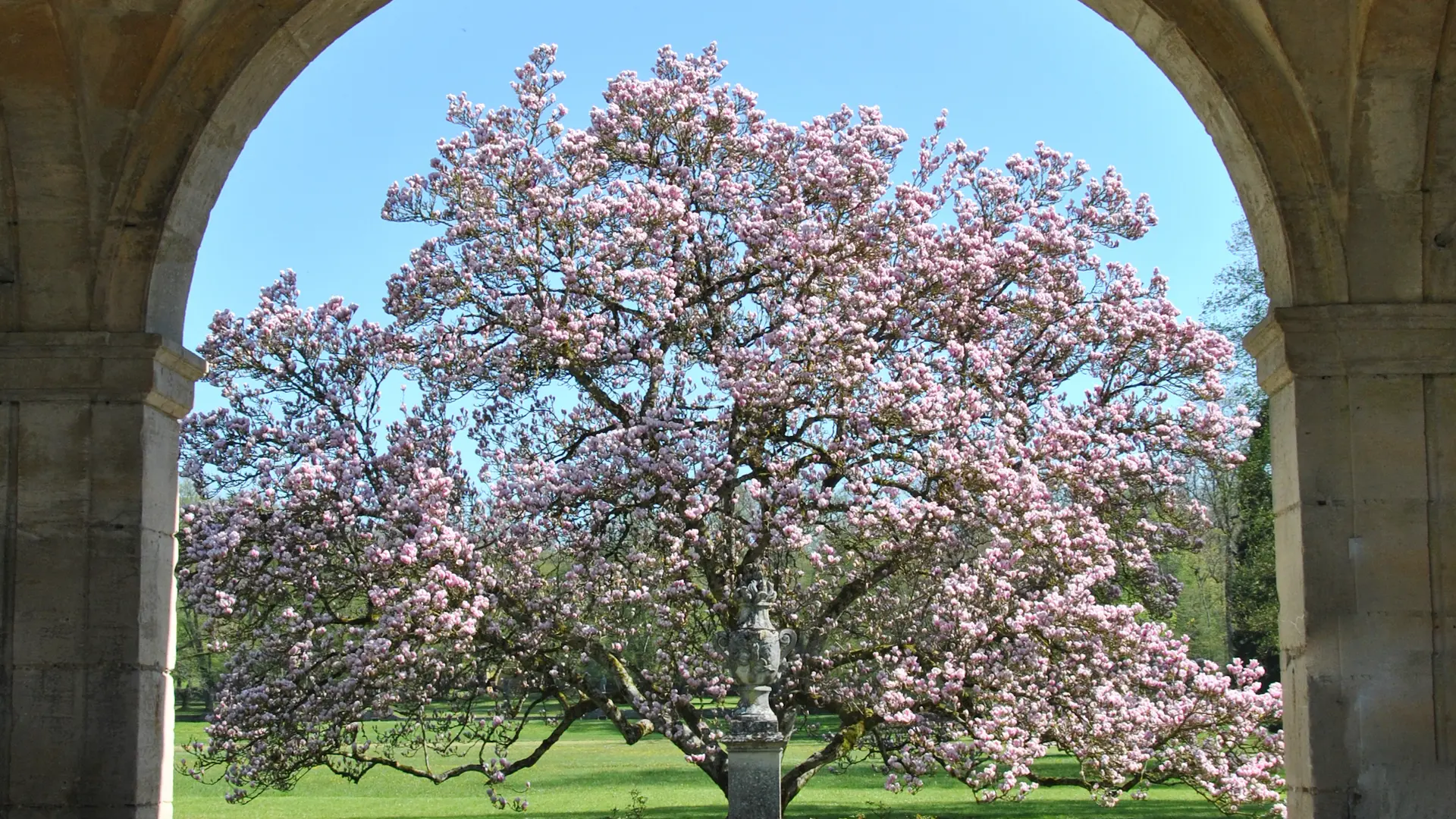 Magnolia de l'Abbaye de Trois-Fontaines2