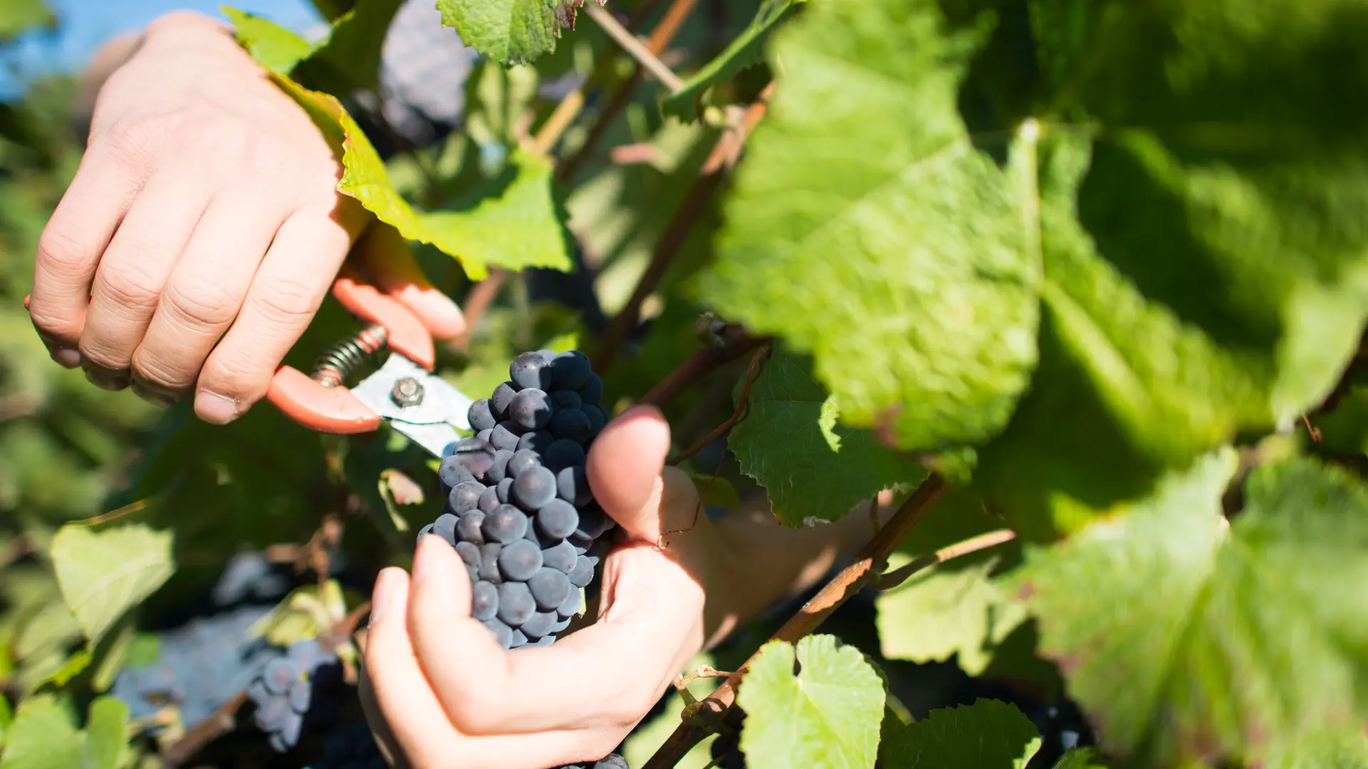 champagne-roger-constant-lemaire-vendanges-2