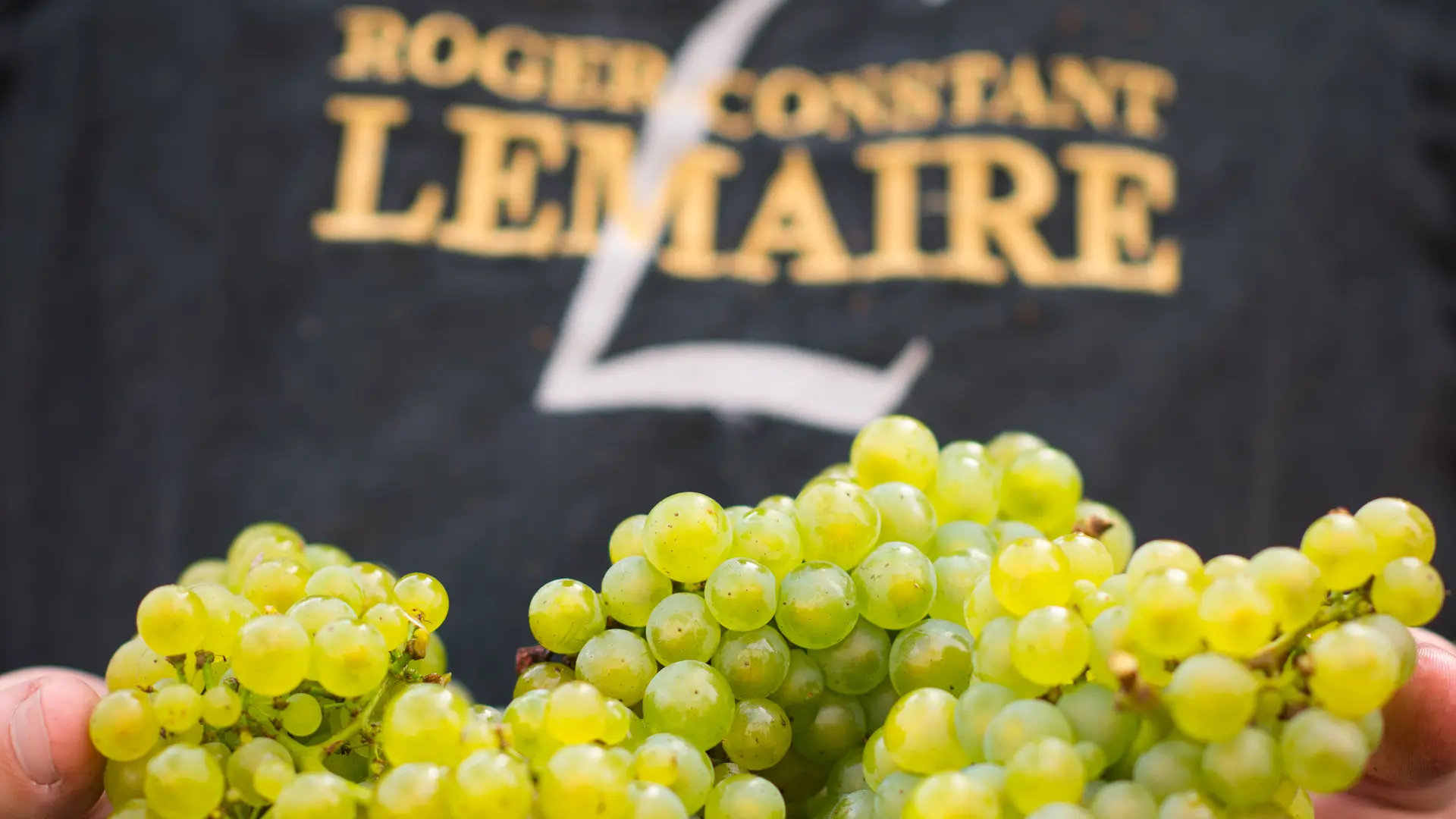 champagne-roger-constant-lemaire-vendanges-3