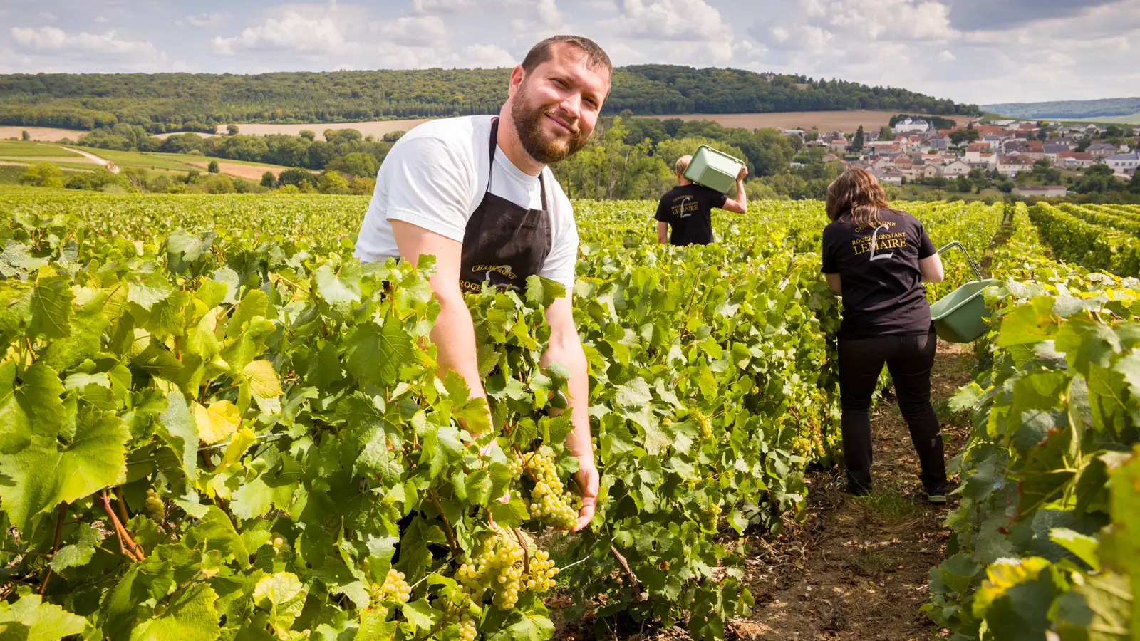 champagne-roger-constant-lemaire-vendanges-2018